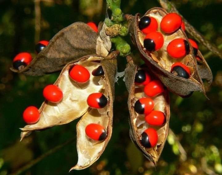 shaktichauhan's tweet image. Any guess what is this ? What is the specialty of this ? #riddlechallenge #nature