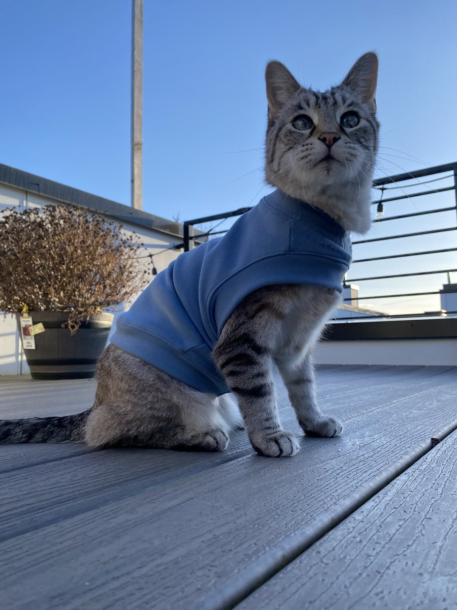 Quick stop over in Seattle, big fan of their poster-ridden phone poles. Didn’t even notice the condom on the ground till now 😂 Mogli approves, despite the rain. 😼🐟