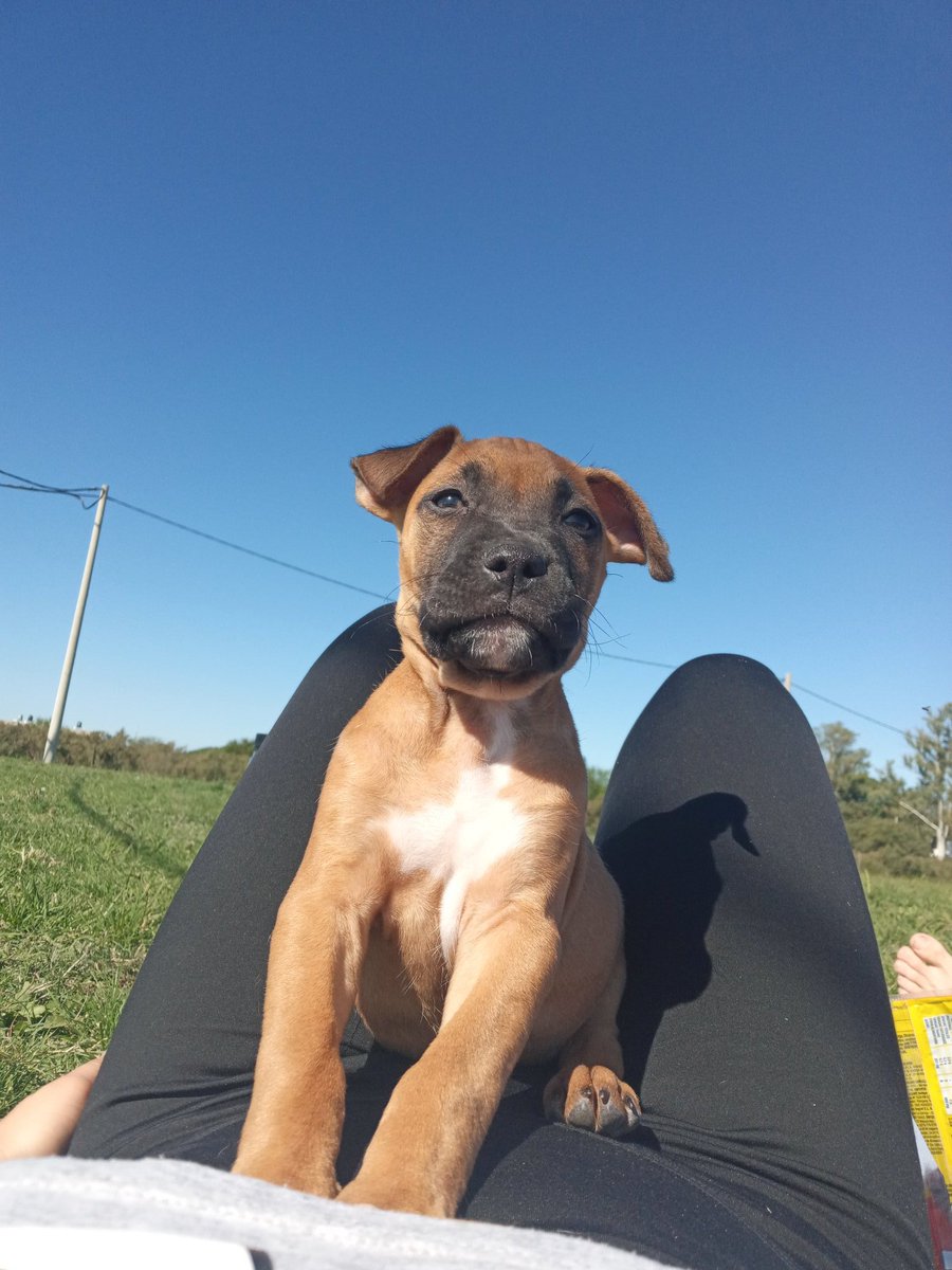 MiyelHilt's tweet photo. Mi hijito perruno 🤎 https://t.co/HpIj2kni1Q