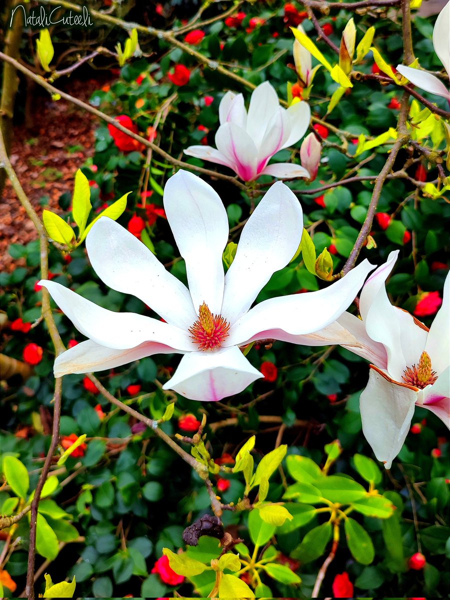 Magnolias for a bright spring mood!  Have a good day, everyone! 😉
🌿💮🌿♥️🌿💮🌿♥️🌿💮🌿♥️🌿
#cuteeli #art #love #nature #cute #beautiful #NaturePhotography #flowers #magnolia #wonderful #positive #environment #beauty #TwitterNatureCommunity #bush #wildlife #camellias #gardening