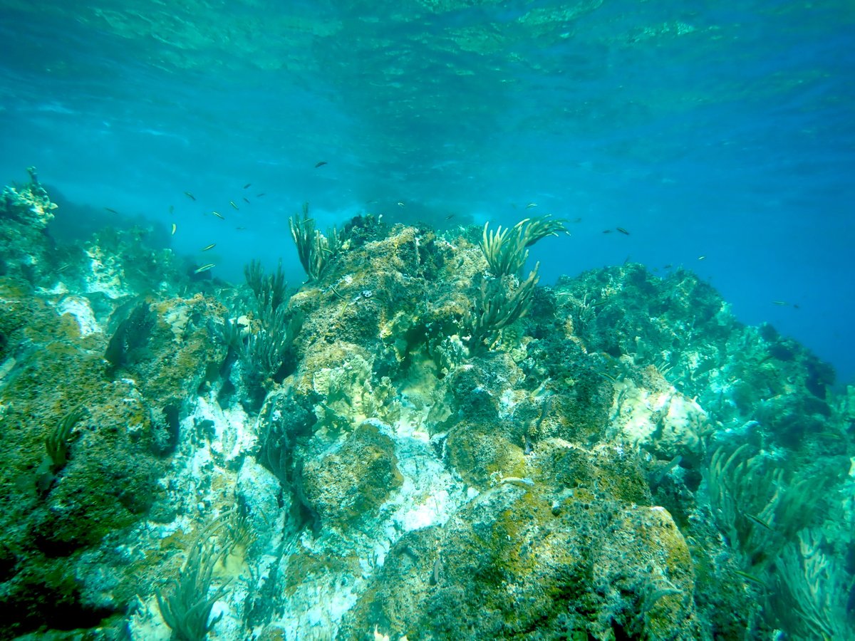 Ramicrusta invasive alga causes mortality in Caribbean coral larvae....new and important work by undergraduate <a href="/KaylaMCayemitte/">Kayla Cayemitte</a> during <a href="/NSF/">U.S. National Science Foundation</a> REU  <a href="/WHOI/">Woods Hole Oceanographic Institution (WHOI)</a> with <a href="/nadege_aoki/">Nadège Aoki</a> Aran Mooney &amp; Sophie Ferguson

frontiersin.org/articles/10.33…