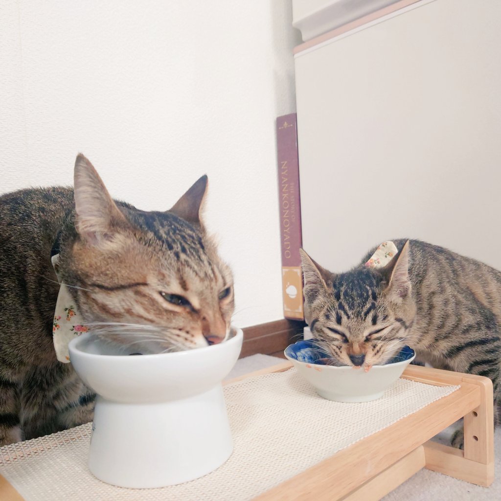 アメチカンのもな@福岡の猫 tweet media