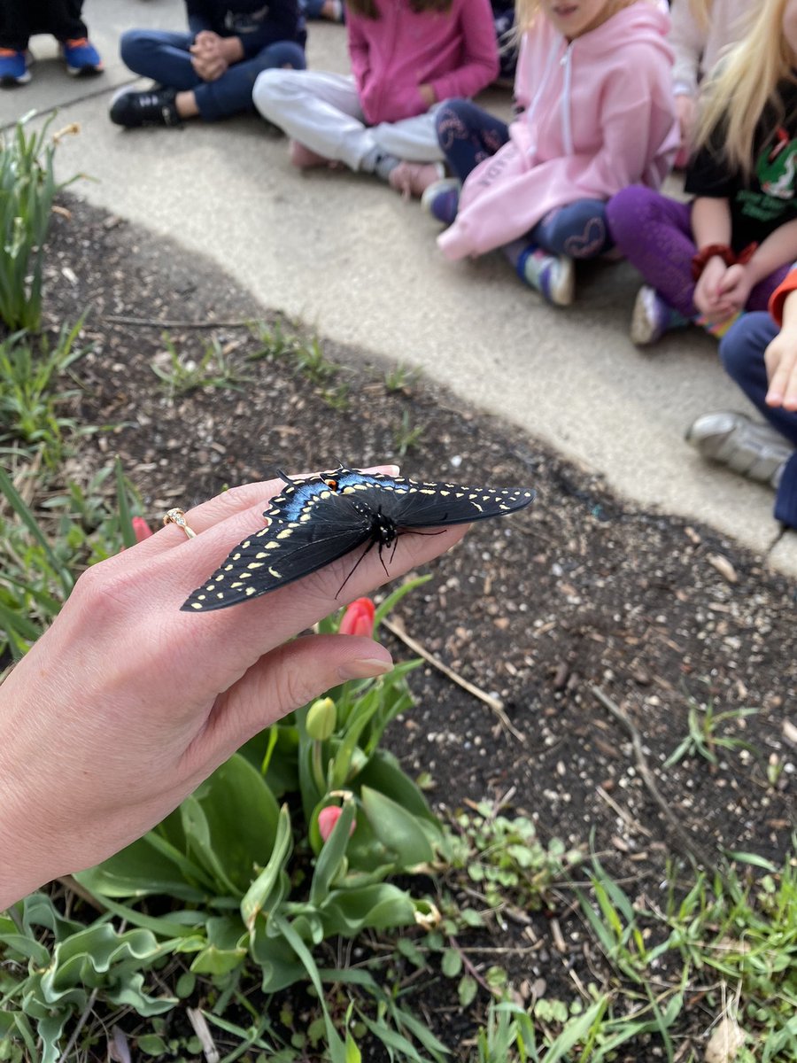 UpshawStars's tweet photo. After overwintering in its chrysalis in Rm 2, this little cutie emerged to welcome the students this morning. 
What a fun release!!! (Black Swallowtail) https://t.co/BURYTGxfry