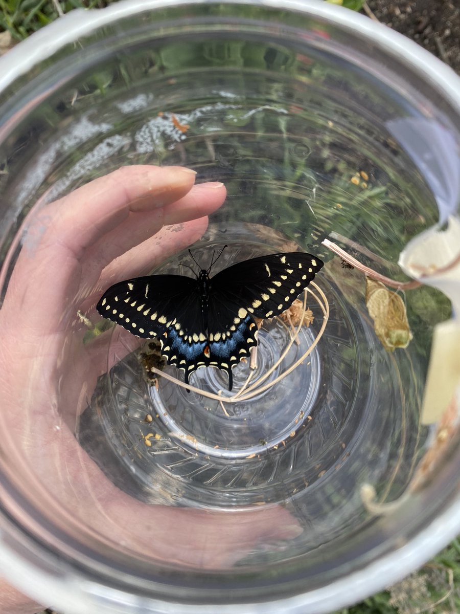 UpshawStars's tweet photo. After overwintering in its chrysalis in Rm 2, this little cutie emerged to welcome the students this morning. 
What a fun release!!! (Black Swallowtail) https://t.co/BURYTGxfry