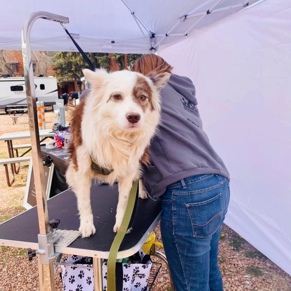 groomergirl92's tweet photo. Had a great time today setting up at Pikes Peak RV Park in Manitou Springs, CO! Met lots of new furry friends 🥰 #thebarkside #coloradosprings #manitousprings #petgroomer #nailtrim #dogsoftwitter https://t.co/YKgLjkHMlT