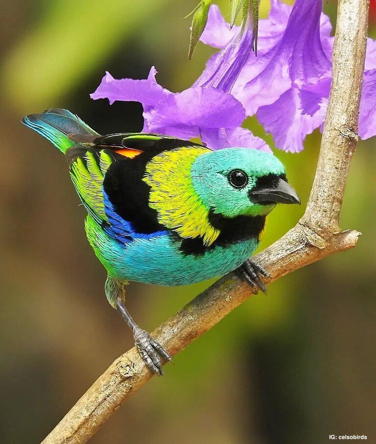 Green-headed Tanager

Credit: IG: celsobirds

👉Follow @EpochInspired for more interesting content everyday!