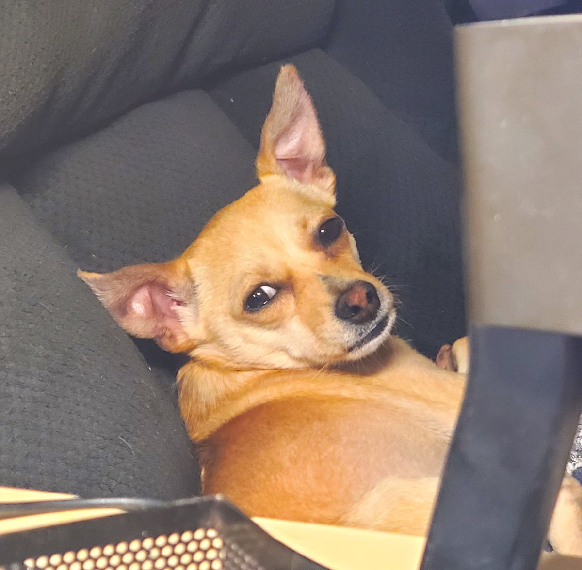 Dr. Harvey tweet media