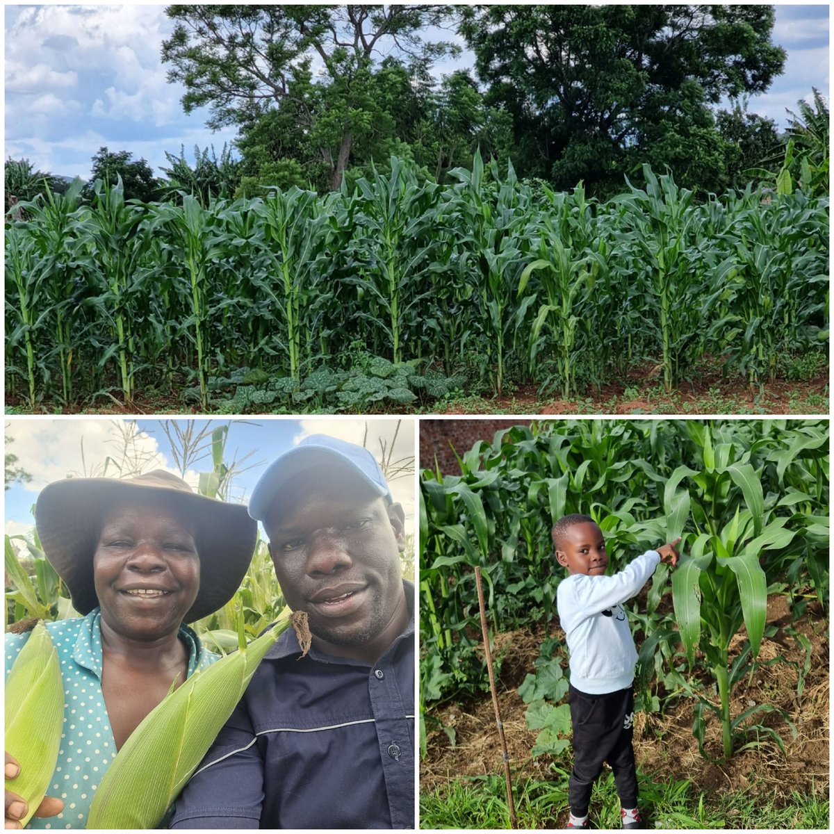 tolbertmucheri's tweet photo. Intentionality towards food, nutrition &amp;income security.. One step at a time. https://t.co/qwnL8uwilM