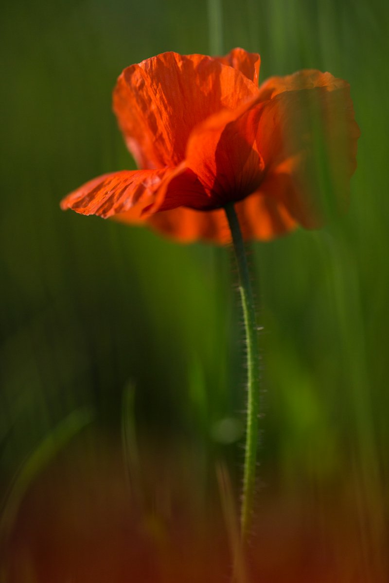 Mediscreen's tweet photo. They shall grow not old, as we that are left grow old:
Age shall not weary them, nor the years condemn.
At the going down of the sun and in the morning
We will remember them.
#anzacday #notforgotten https://t.co/PtFWNobwdl