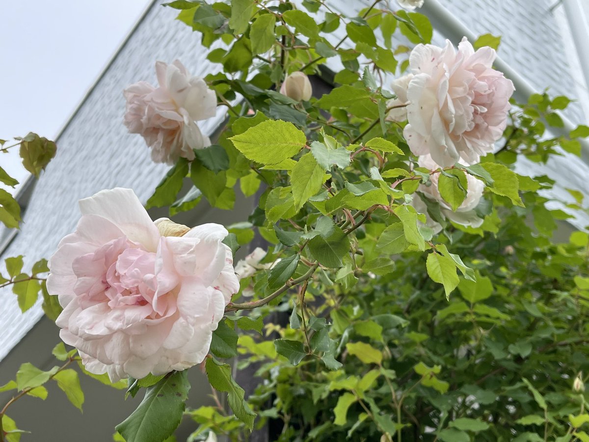 mako55truth's tweet photo. あまーい香り🥰
早咲きのバラ『マダムアルフレッドキャリエール』
👇

https://t.co/T1HMBrUL04

＃マダムアルフレッドキャリエール #つるバラ #バラ #ガーデニング #わたしの庭 https://t.co/RcgLCV8Fic