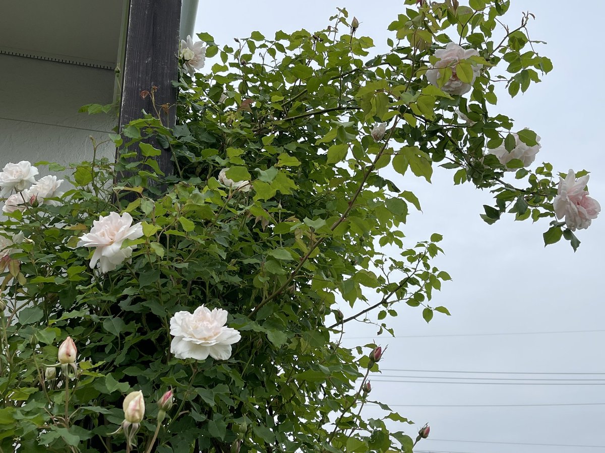 mako55truth's tweet photo. あまーい香り🥰
早咲きのバラ『マダムアルフレッドキャリエール』
👇

https://t.co/T1HMBrUL04

＃マダムアルフレッドキャリエール #つるバラ #バラ #ガーデニング #わたしの庭 https://t.co/RcgLCV8Fic