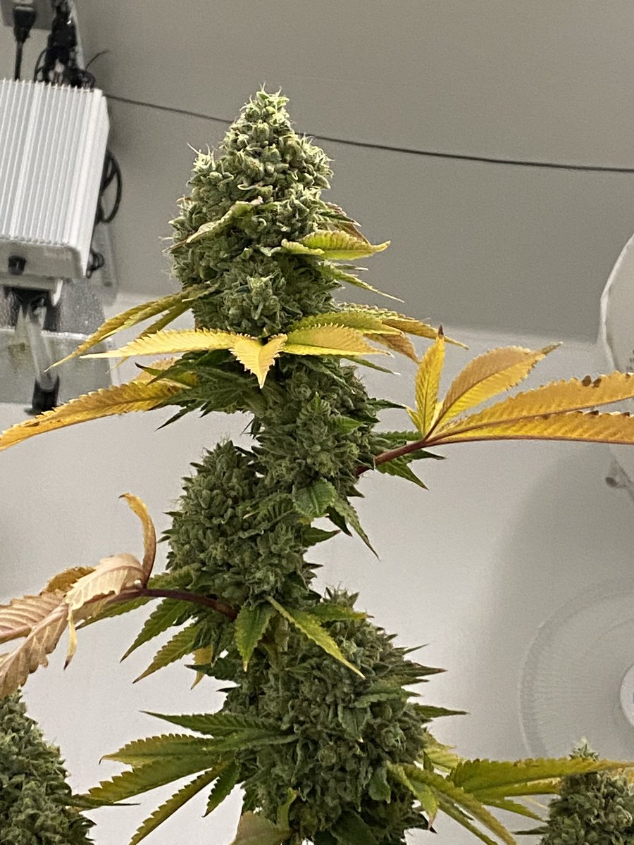 Rainbow driver is a beast of a plant!!!
<a href="/theurbanremo/">REMO</a> <a href="/RemoFarmsInc/">Remo Farms Inc</a> <a href="/RemoNutrients/">Remo Brands Inc</a>