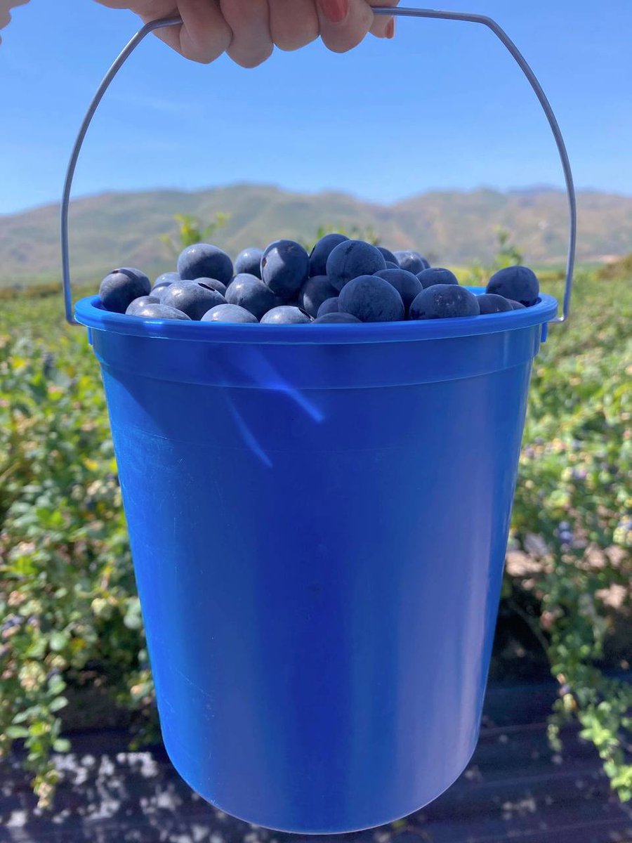 Fresh blueberries