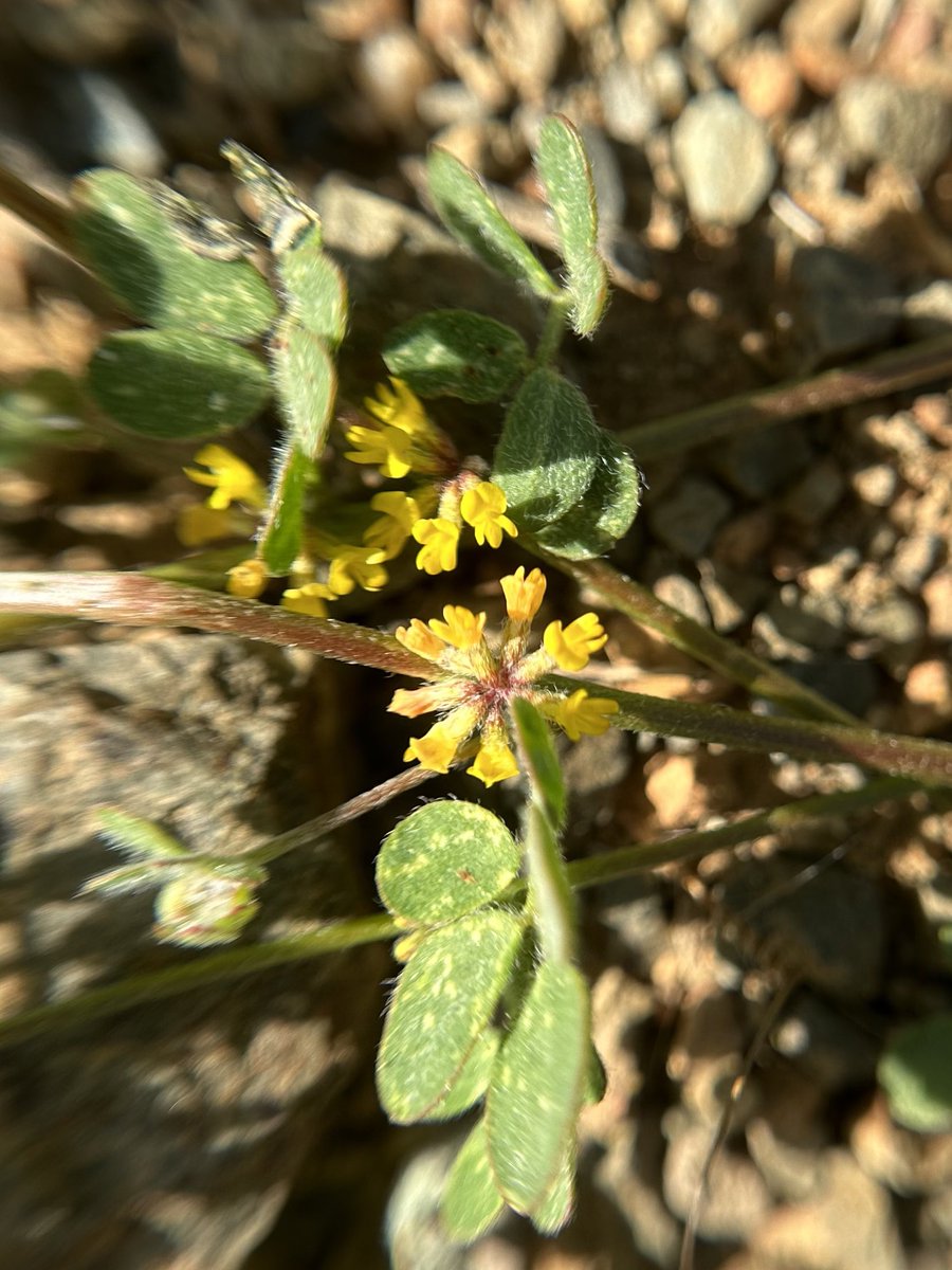 trefoil crew socks 6 pairs