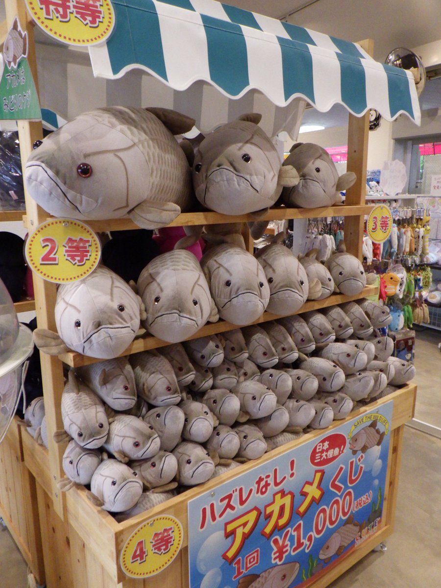 ハマスイオリジナルくじ登場！】 売店にカワウソくじが仲間入り！え