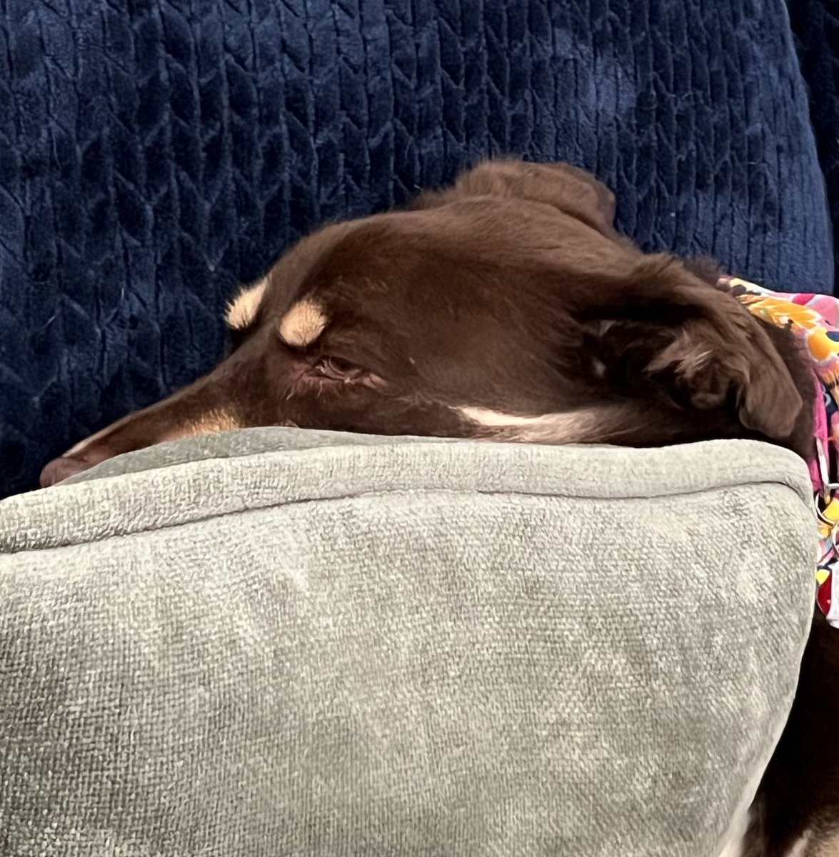 arealinstructor's tweet photo. Goodnight All🐶
Best,
the most beautiful girl on the planet 🌎 #dogsoftwitter #byeMonday #beautifulgirl https://t.co/RSjMDSM9vq