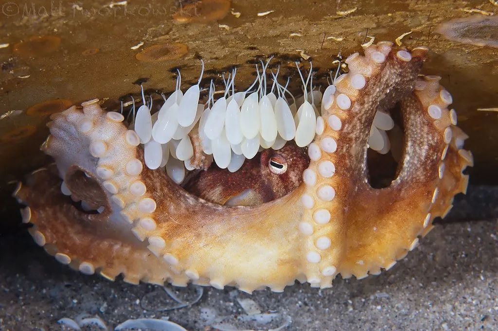 InformaCosmos's tweet photo. Los pulpos dan la vida por sus hijos

Si hay un animal marino que, literalmente, da la vida por sus hijos, es el pulpo, en concreto, la hembra. 

La hebra protege sus huevos fertilizados durante meses hasta años, en los que ni come ni se mueve en ningún momento.

Cuando empiezan a eclosionar su descendencia, la madre muere como consecuencia de ese largo período de inanición.

En el caso de las especies de aguas poco profundas, el período de incubación dura entre uno y tres meses, pero si nos adentramos en zonas más frías y oscuras, los tiempos aumentan.

En una investigación se llegó a registrar que un pulpo incuba sus huevos durante 4.5 años, se trata de la especie Graneledone boreopacifica.

El cefalópodo fue hallado en aguas de California a 1.400 metros de profundidad, se trata del período más largo registrado por un animal.

Los investigadores creen que este largo periodo tiene por objetivo lograr crías bien desarrolladas que puedan hacer frente a los rigores de su hábitat.

En la foto se puede apreciar una mamá pulpo cuidando a sus retoños, la mamá está debajo protegiéndolos 

DOI: 10.1371/journal.pone.0103437
DOI: 10.1242/jeb.185751