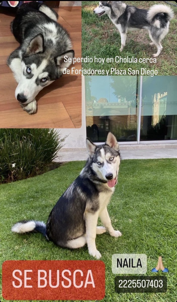SE BUSCA
Perrita husky, responde al nombre de Naila, salió de casa el domingo por la mañana y no ha regresado… fue vista por ultima vez en barrio de Jesus Tlatempa, Plaza San Diego, boulevard Forjadores y periferico. #cholula #puebla