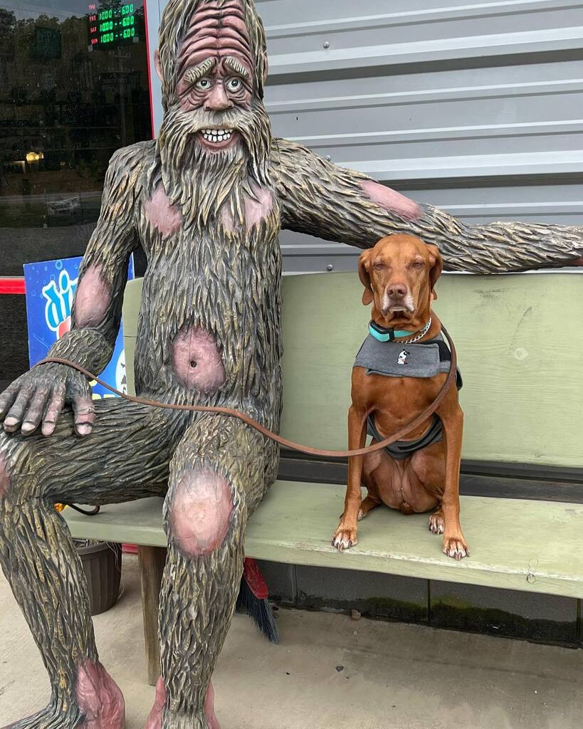 Jersey got to meet Sasquatch. #vizsla #bigfoot instagr.am/p/CrcSm3IIqFV/
