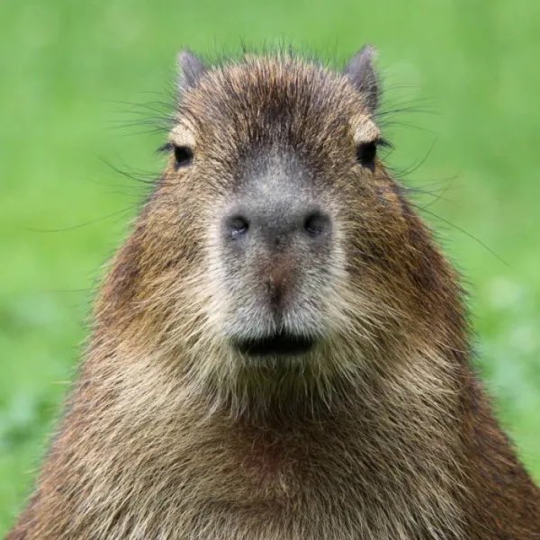 ananelia_dl's tweet photo. Ca pi bara!! ~capibara~
Capibara Capibara 
Capibara Capibara 

*ayuda no puedo parar de cantarlo* https://t.co/RhTPaKwA21
