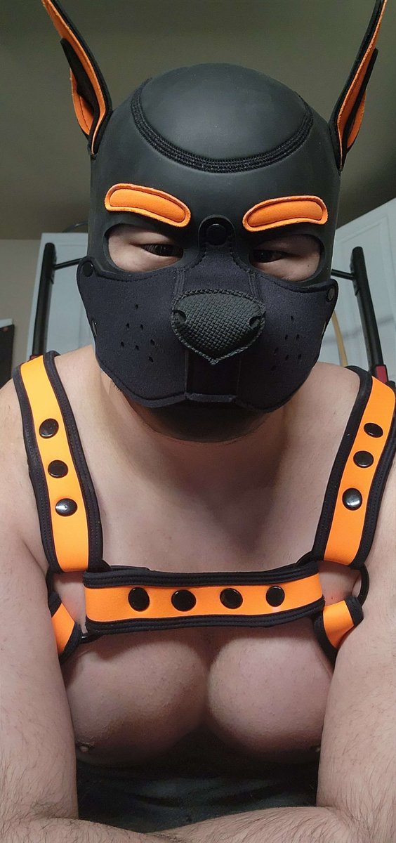 AfterAshen's tweet photo. bark bark https://t.co/24kc1yEdbK