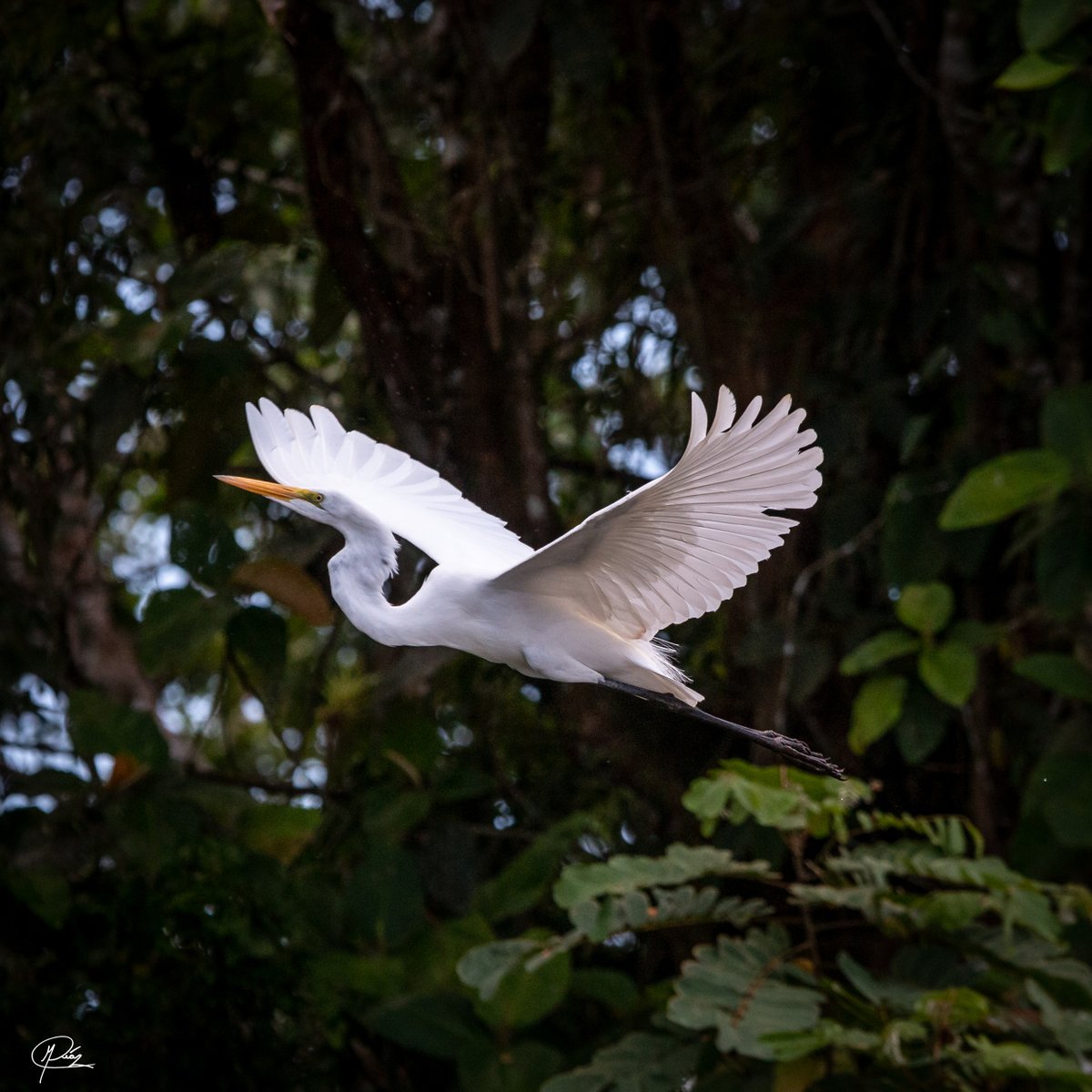 Garza blanca (Ardea alba) Garza blanca (Ardea alba)
#costarica #aves #birds #birdphotography #birdlovers #wild #cañonegro