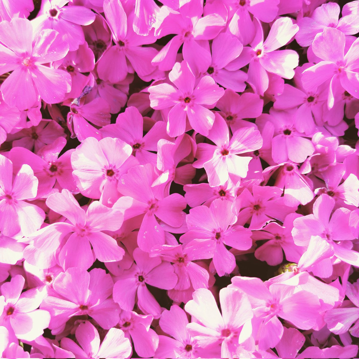 siroboteneko's tweet photo. 芝桜まつり開催中です🌸🌸今年は咲くのが早い��すよ🌸🌸
#芝桜　#芝桜まつり　#しばざくら　#シバザクラ　#シバザクラ祭り　#しばざくら祭り　#富山県砺波市　#富山県　#砺波市　#ダニエルクッション　#モスフロックス　#ゴールデンウィーク https://t.co/dGekh24SLB