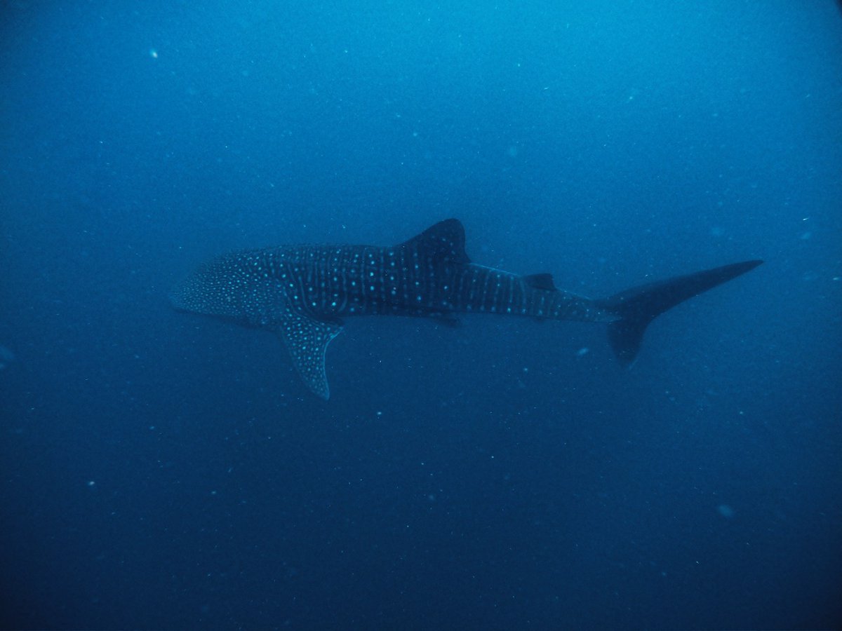 endherisunset's tweet photo. Meet the mighty whaleshark! Endheri Sunset Dhangethi #Island #Maldives #sunset #beach #hotel  #путешествовать #Мальдивы #Malediven #Maldivas #Maledivy #Maldive #モルディブ #Malediwy #Мальдив #몰디브 #馬爾代夫 #المالديف #Malediverna  #vacation #fun #holiday #love #amazingplaces https://t.co/kvANZLvooN