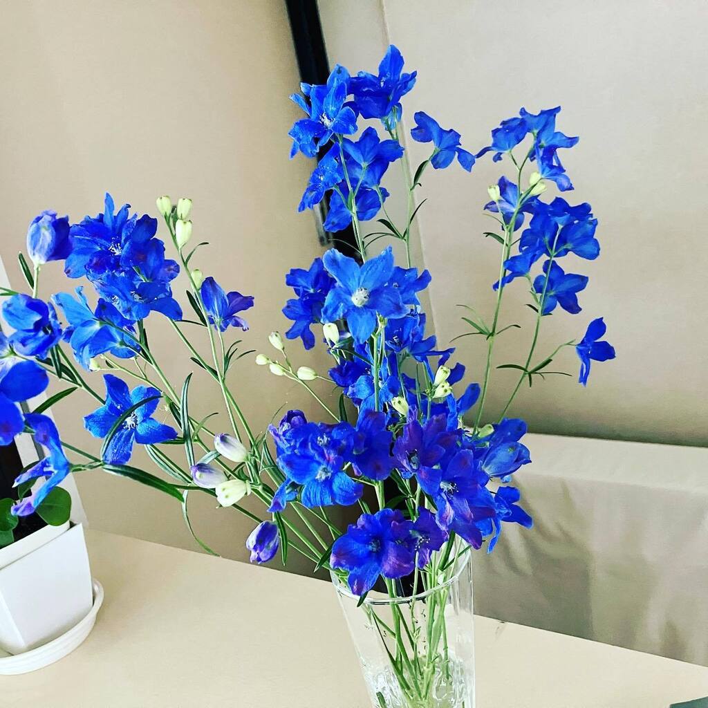 nori_358's tweet photo. 濃い青が綺麗。#デルフィニウム https://t.co/8K0uc2Lqs2 https://t.co/nA6vogVJvE