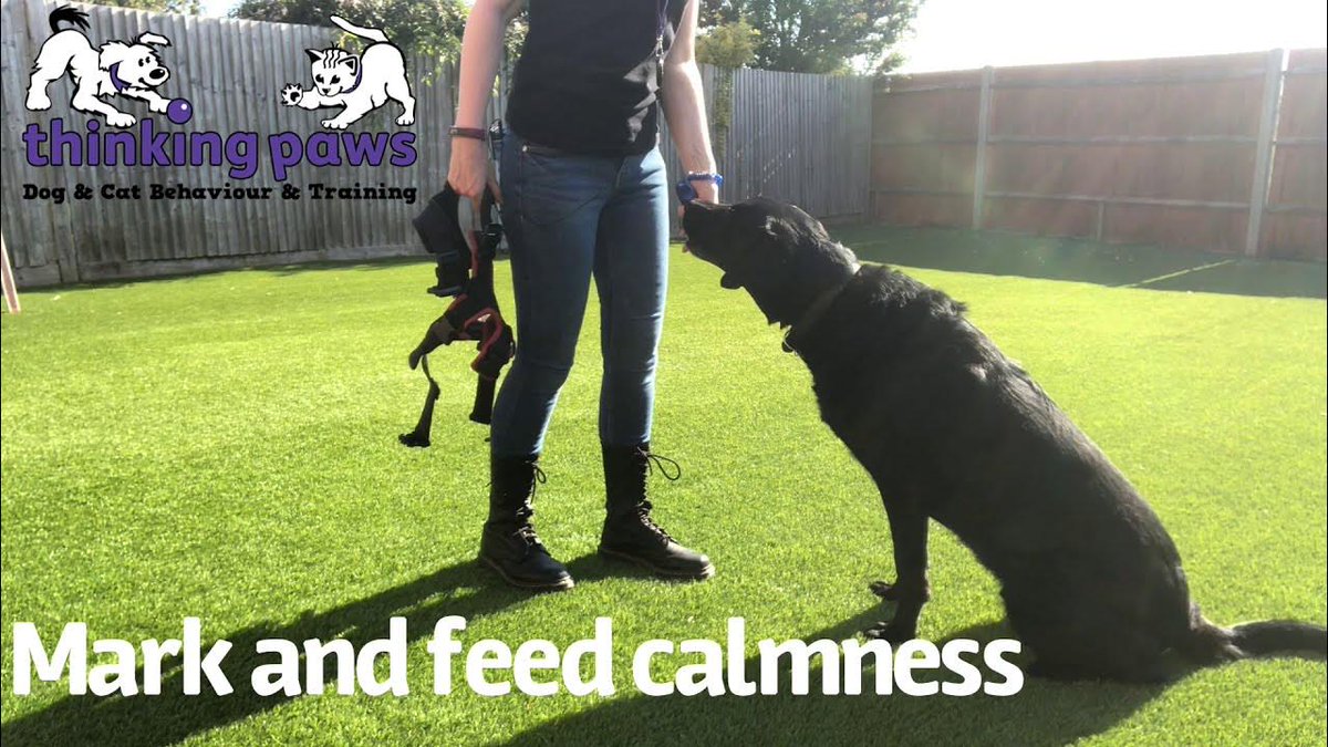 FABClinicians's tweet photo. IT'S TOTALLY DOGS TUESDAY
We are going back to basics with our tried and true harness training video from Candidate members Julia Daniels. You can watch the full video here: https://t.co/DeOPfc8lWa
#FABClinicians #FABC #CanineWelfare #HarnessTraining #CanineBehaviour https://t.co/R96eQJbOjp