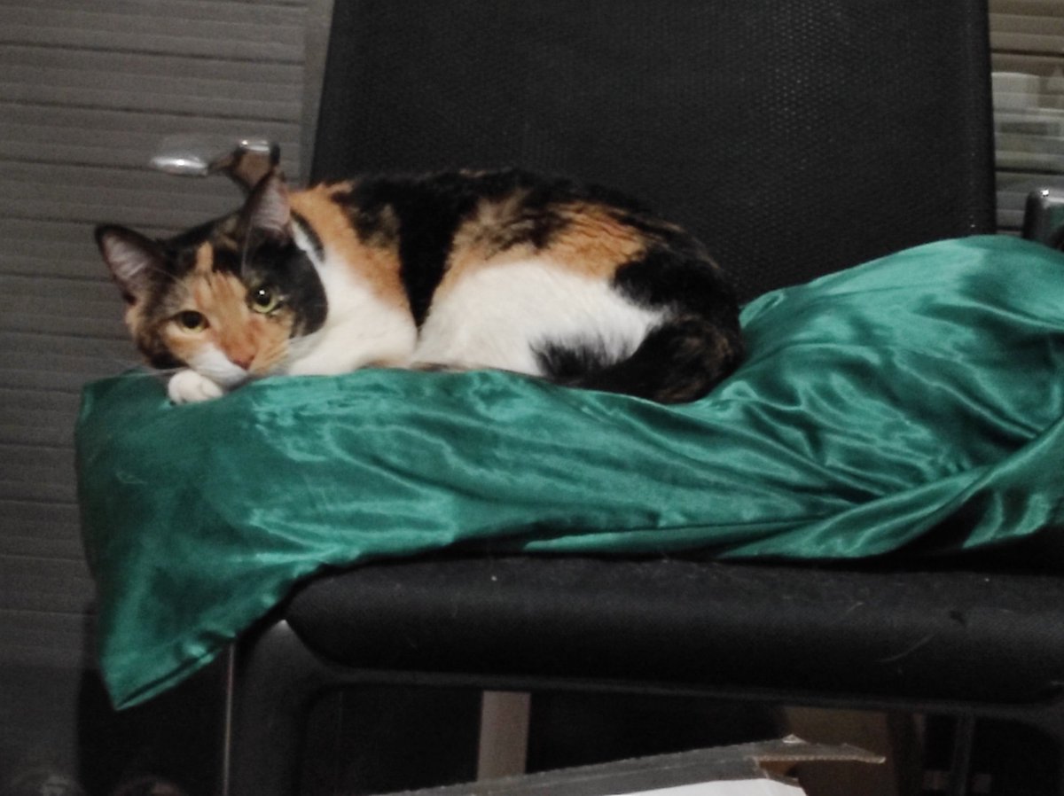 PunkinDaCalico's tweet photo. No I not spoilet Katty..,,. I'm work hardest fur mine silky cussion peeples #CatsOfTwitter #CatsOnTwitter #CatsLover #CatsAreFamily #AdoptDontShop #AdoptaNoCompres #CalicoQueen #CalicoCrew https://t.co/zL3OTCiKIf