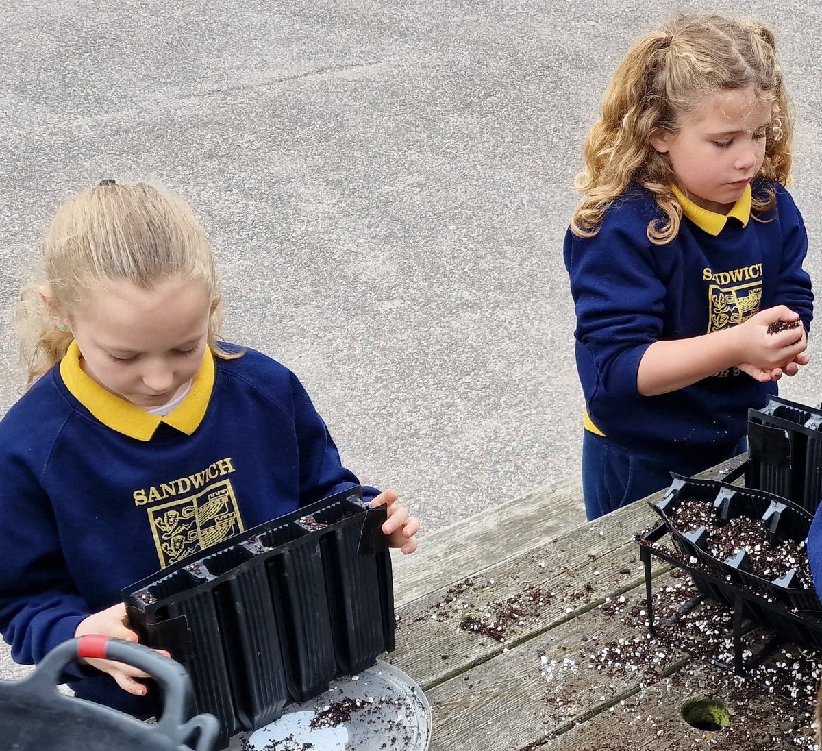 CTNsandwich's tweet photo. Planting Acorns year 3 @SandwichJunior @Sandwich_Trees  #treesforthefuture #trees #communitytreenursery #MakingaDifference #dirtyhandsarehappyhands @PaulBooth58 https://t.co/uftfMi5WlE