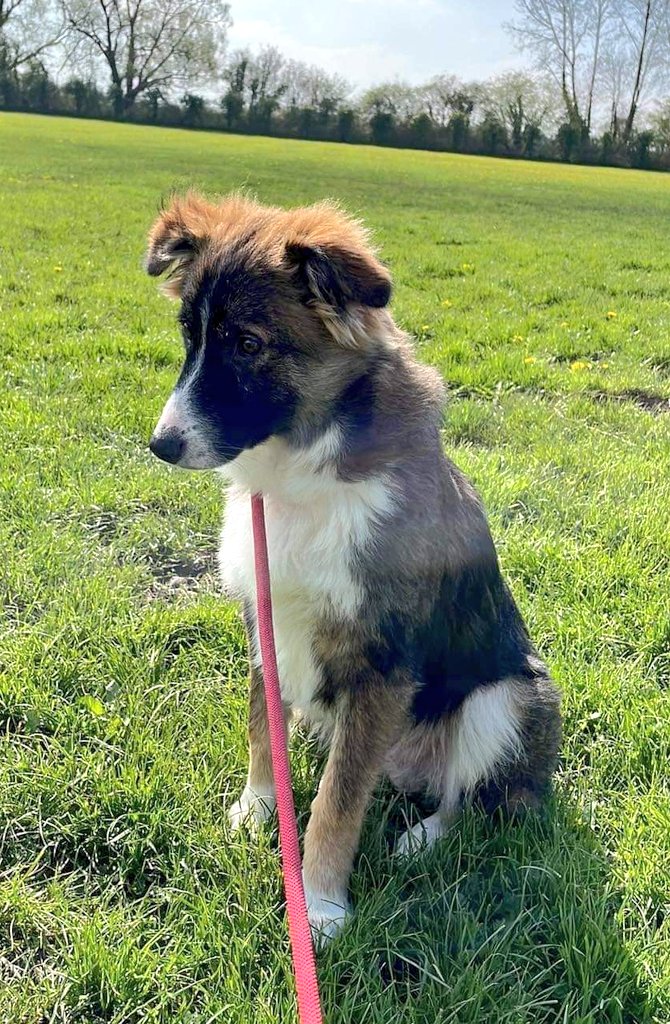 SCD_Rescue's tweet photo. VERY URGENT 
REX IS NOT COPING IN KENNELS, WE NEED A FOSTER
LOCATION: Newport Wales
AGE: 6 months
SEX: male   
BREED: mixed
SIZE: medium/large 
NEUTERED Too young 
OTHER DOGS IN HOME: Preferably, female.
CATS IN HOME: not cat tested 
CHILDREN IN HOME: Yes dog savvy children 11+ https://t.co/BMNX03Evym