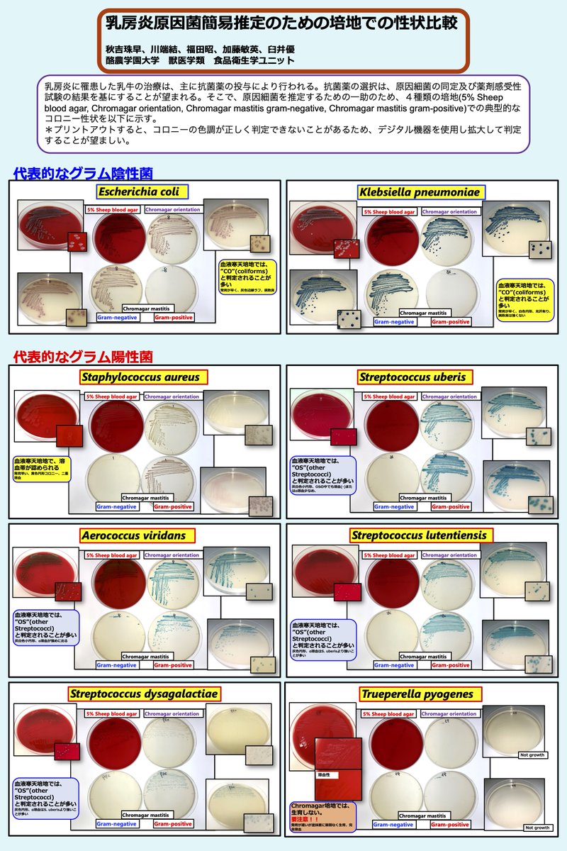 Masaru Usui | 臼井 優 tweet media