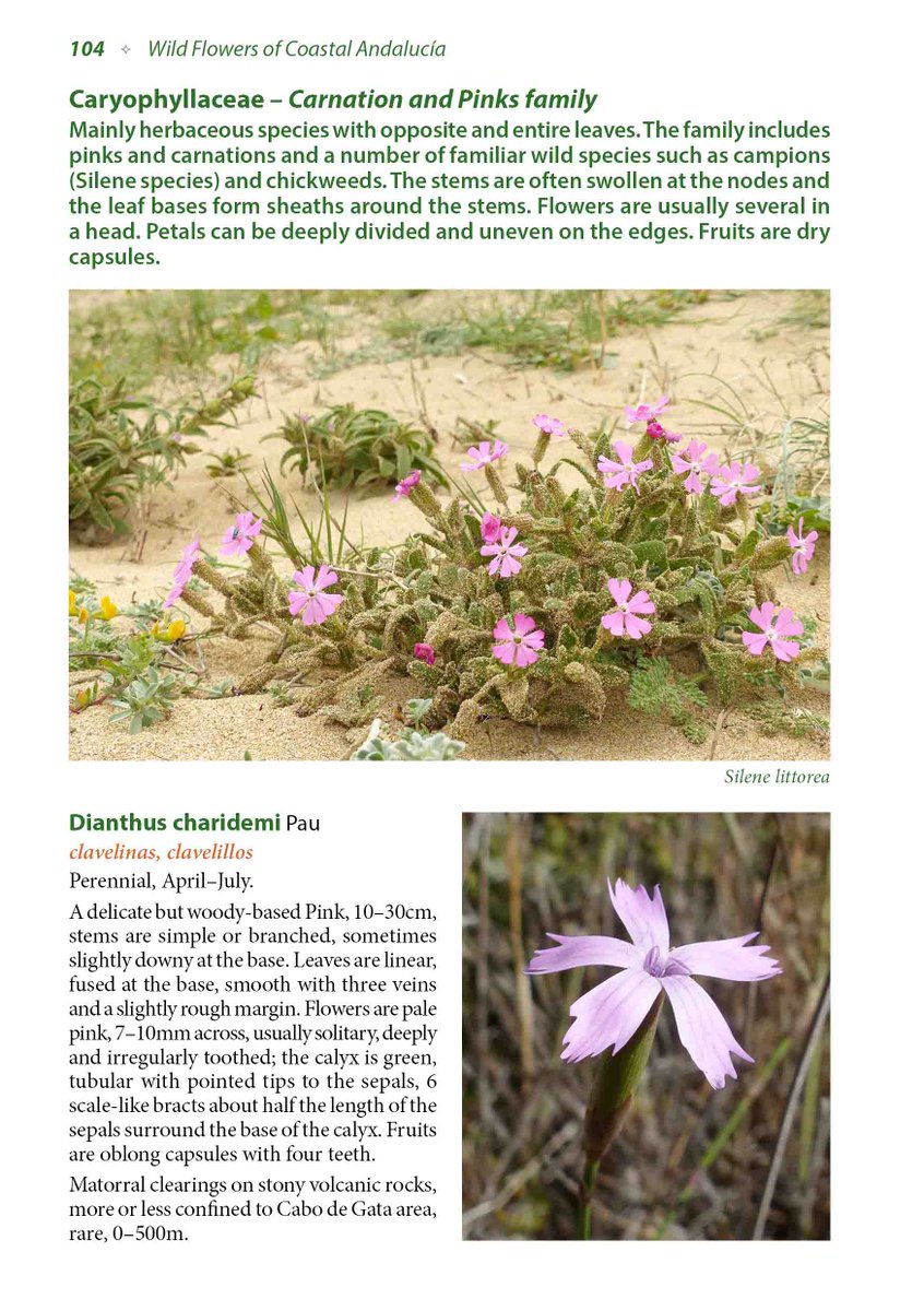 In stock now – Wild Flowers of Coastal Andalucía: A Photographic Field Guide nhbs.com/wild-flowers-o… <a href="/BSBIbotany/">BSBI: Botanical Society of Britain & Ireland</a> <a href="/Botanical_/">Botanical Society of America</a> <a href="/ASPB/">ASPB</a> <a href="/CBHLTweets/">Council on Botanical & Horticultural Libraries</a> #flowers #wildflowers #botany