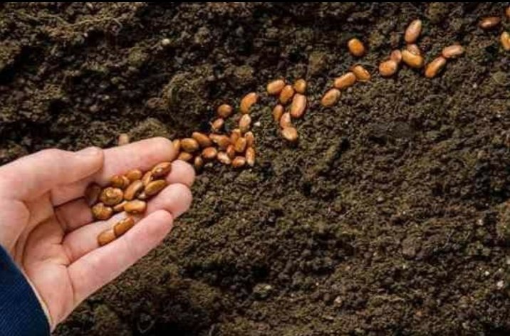 kissan_pakistan's tweet photo. آپ بازار سے چند سایہ دار اور پھلدار درختوں کے بیج لیکر، اپنی گاڑی میں رکھ لیا کریں. نیشنل ہائی وے اور موٹر وے پر جہاں آپ کا رُکنا ہو اور پانی کا معقول انتظام نظر آئے ، وہاں آپ یہ بیج لگادیں. انشاءاللہ ان میں سے کافی درخت بن جائیں گے. https://t.co/BF2gMxKMbq