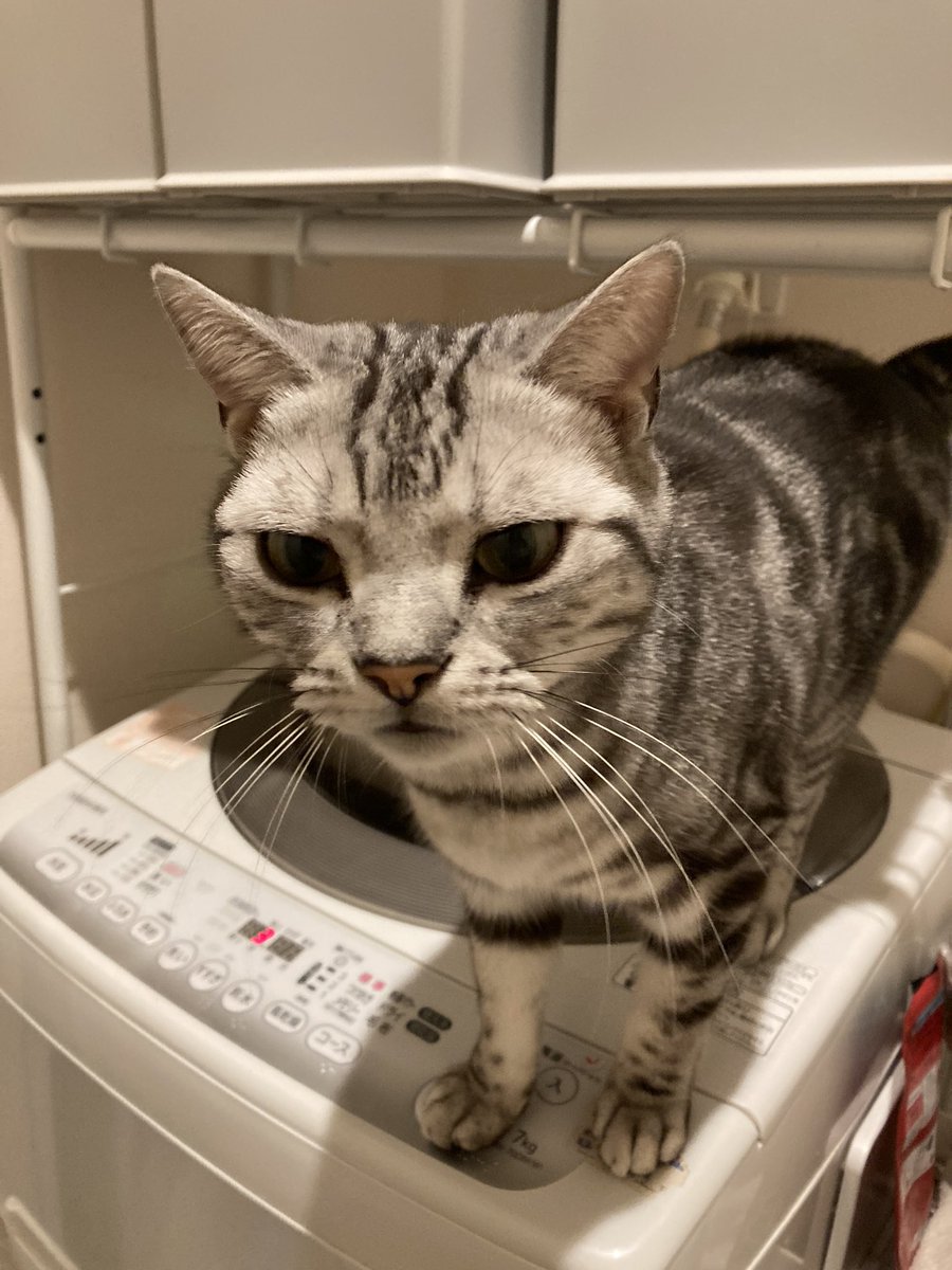 58sw's tweet photo. ずっと気になってた自動トイレ🐈
夏に出産を控えてるから
トイレ掃除が少しでも楽になると良いな〜
期待を込めて当たりますように🙏💕

#ここだけの話うちの子が1番 https://t.co/pQWOLuAgYm