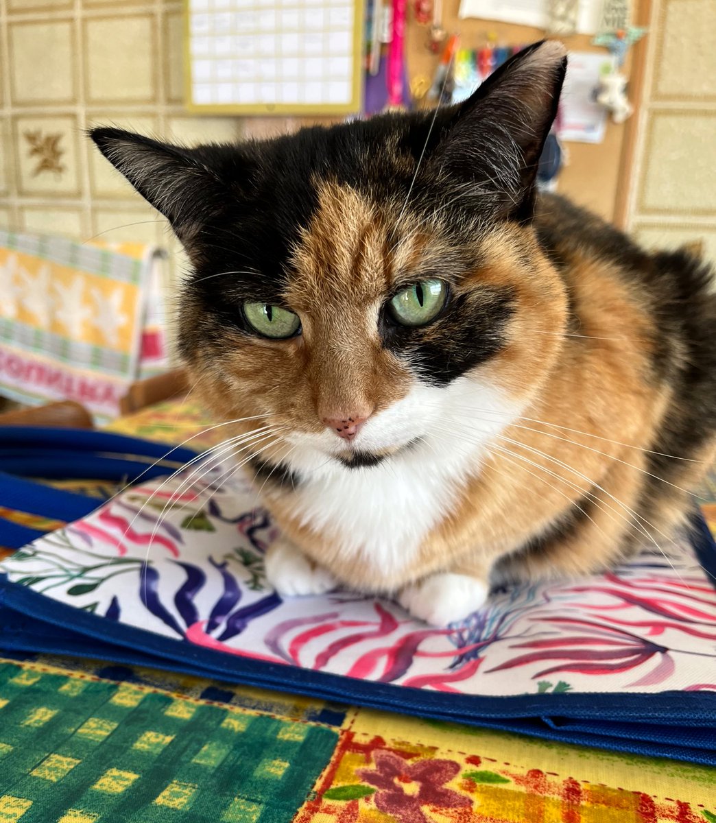 EeviesHouse's tweet photo. Yooo blimkd!
Ihme whin!
#CatsOfTwitter #CalicoCrew #TableTuesday https://t.co/oAMTqt00QR