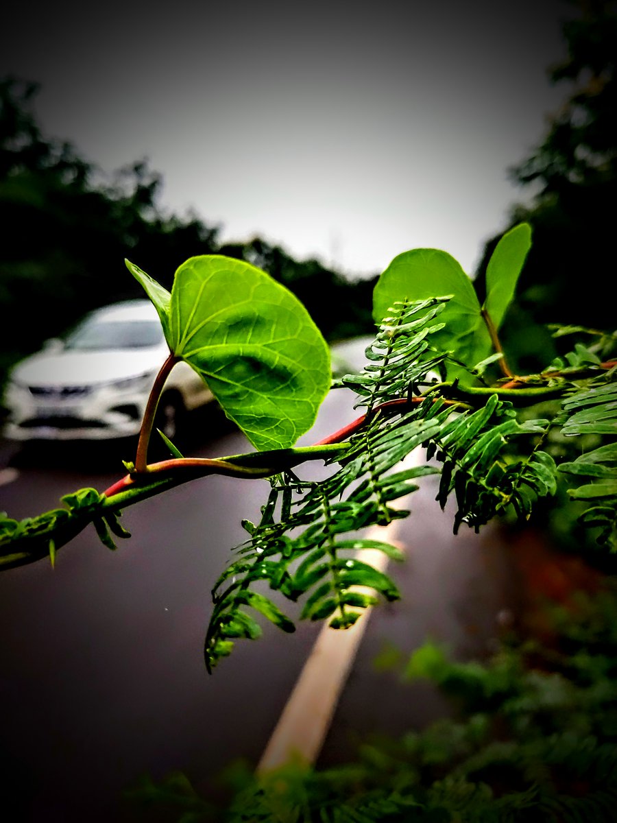 #Rainworld #rain #green #plant #trees #EveningOyoyo #ArtOfLivinEvent #photooftheday #photographer #photo