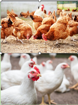 Animals_EFSA's tweet photo. @EFSA_EU colleagues @GimenoRojo &amp; Michela Hempen present main conclusions and recommendations on #AnimalWelfare of #Broilers 👉 https://t.co/PJAMVx2deR &amp; #LayingHens 👉 https://t.co/fReBpV0a4J via @EFSA_EU. #PAFF committee #Brussels
#EUFarm2Fork #Animals4EU @Food_EU 🐤🐣🐔🍗 https://t.co/KYfUSDFArv