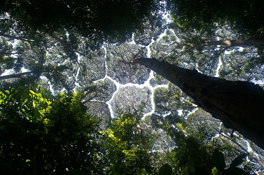 Sometimes the canopies of trees in tall forests avoid touching. This is called "crown shyness".