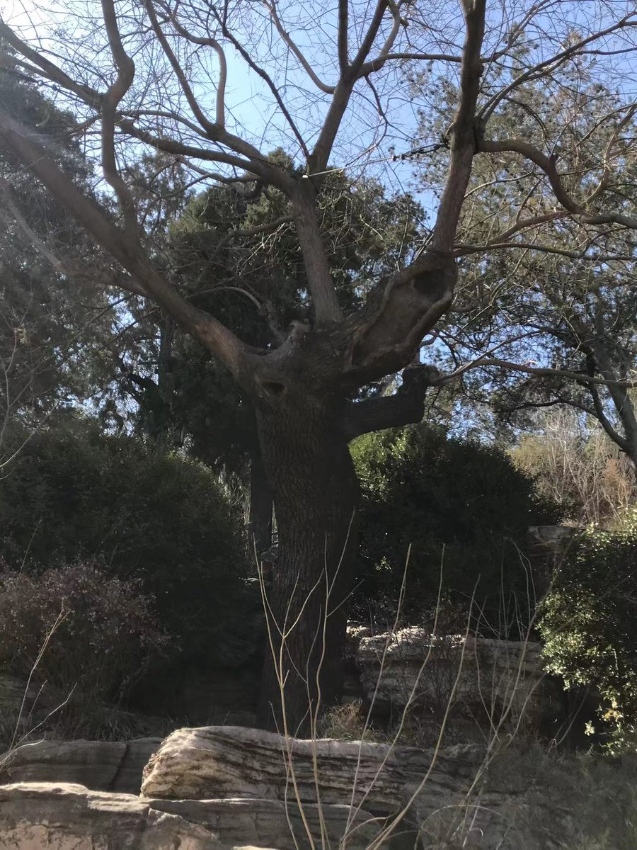 竺修远律师 on Twitter 