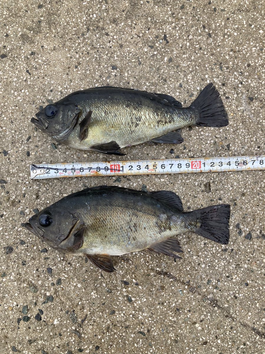 何ヶ月ぶりかの釣行へ！

久しぶりの魚の引きを味わえて興奮しました笑
このサイズは初めて釣りました🤩