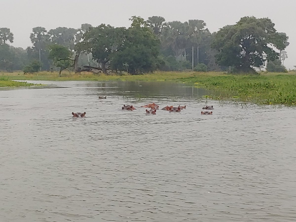 komatsubarasan1's tweet photo. #LiwondeNationalPark, #Malawi. Breath-taking #sunset over #ShireRiver, beautiful & peaceful animal paradise. So tranquil, so untouched, yet well managed & protected. Pls come & enjoy #WarmHeartofAfrica ๐ฒ๐ผ. @TourismMalawi @AmakeTT @MalawiGovt @MvuuLodge #Safari @undpmalawi @UNWTO https://t.co/U2zD3sgjwr