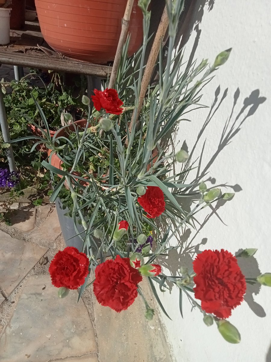 alentejo_1970 tweet picture
