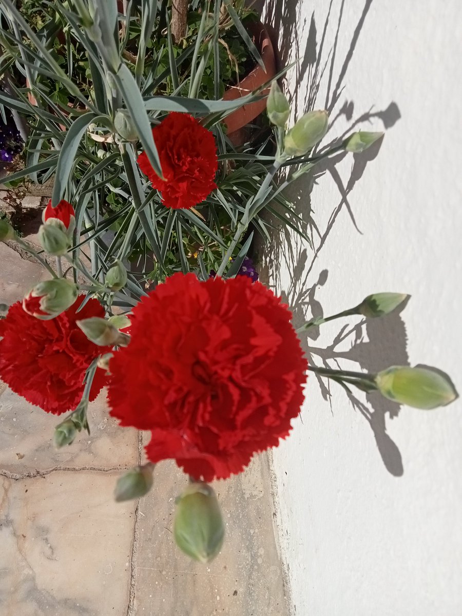 alentejo_1970 tweet picture