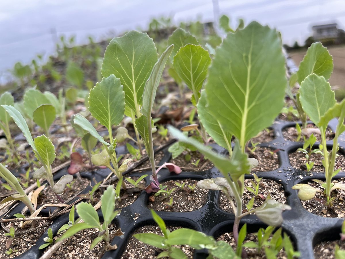 3月下旬に種まきしたキャベツが
いよいよ畑にお引っ越し！🌱
6月には販売出来ると思うのでお楽しみに😊