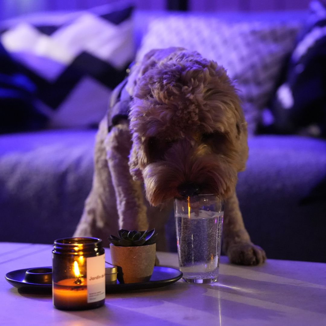 Dream Factory tweet media