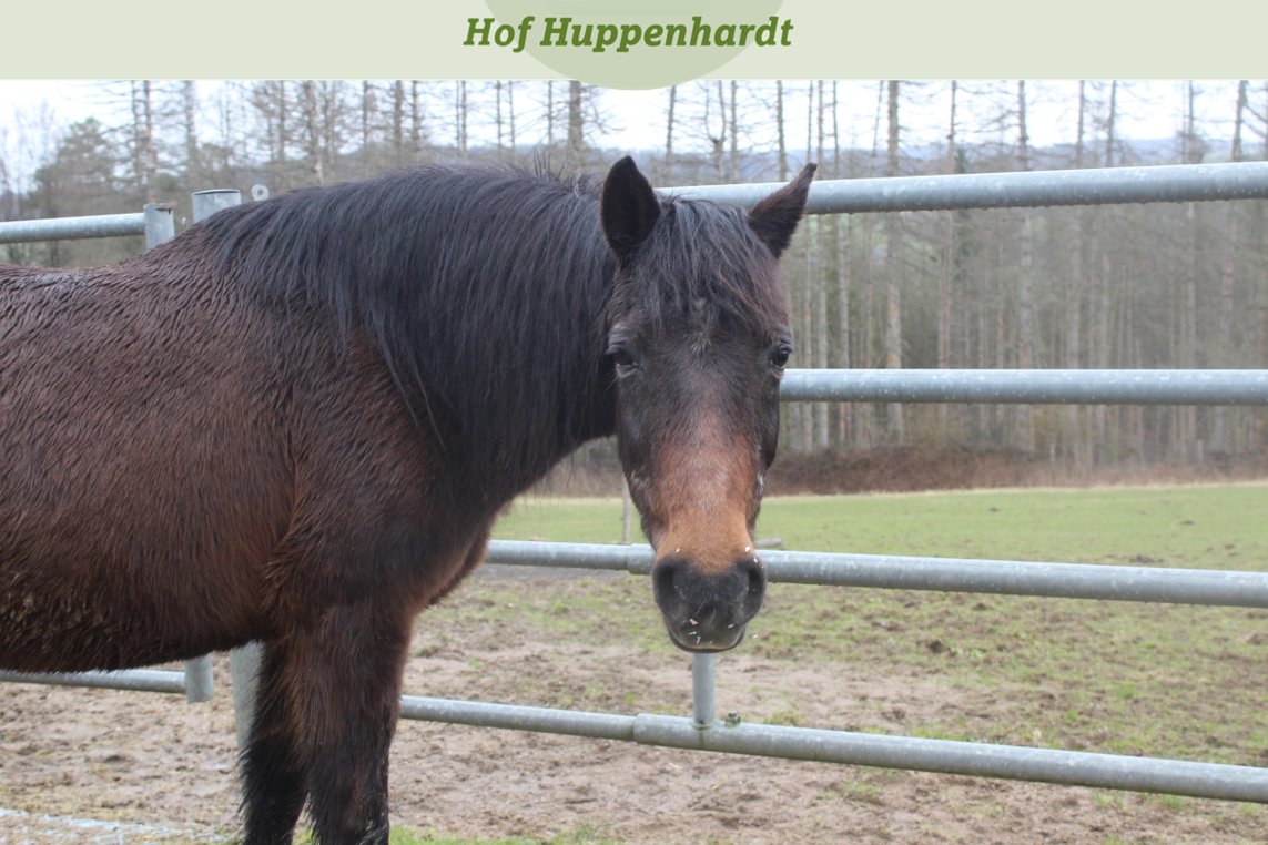 Heute möchten wir Euch noch mal einen Neuankömmling vorstellen 😊 Princess-Sventlana wurde aus gesundheitlichen Gründen der Vorbesitzerin bei uns abgegeben. 
hof-huppenhardt.de/die-tiere/

#picoftheday #tierschutz #pferdeliebe #neuzugang #deutschesreitony #araber #schönheit #stute