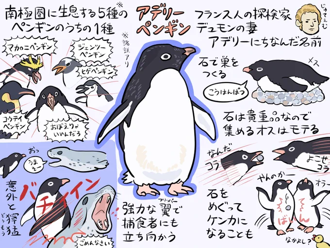 本日4月25日は「世界ペンギンの日」! 南極基地で、毎年この時期にアデリーペンギンが姿を見せることに気づいた研究者が、ペンギン啓蒙のため取り決めた記念日だそうです。そんなわけで南極ペンギン代表・アデリーペンギンを図解してみました。
#世界ペンギンの日
#WorldPenguinDay 